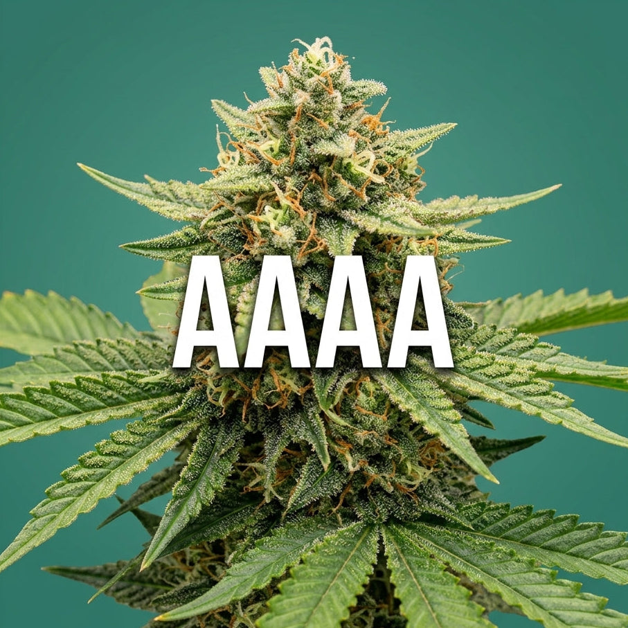 AAAA